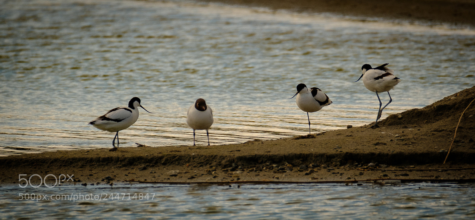 Fujifilm X-T2 sample photo. Avocettes photography
