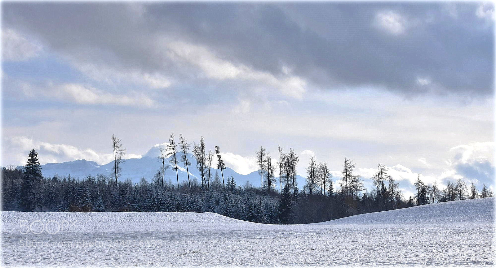 Nikon D7200 sample photo. "the long ones" photography
