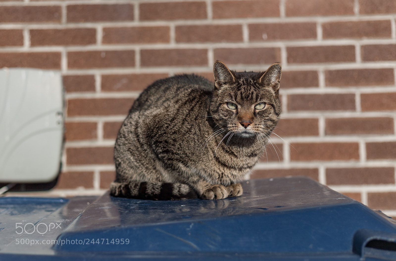 Canon EOS 5D sample photo. Prowler photography