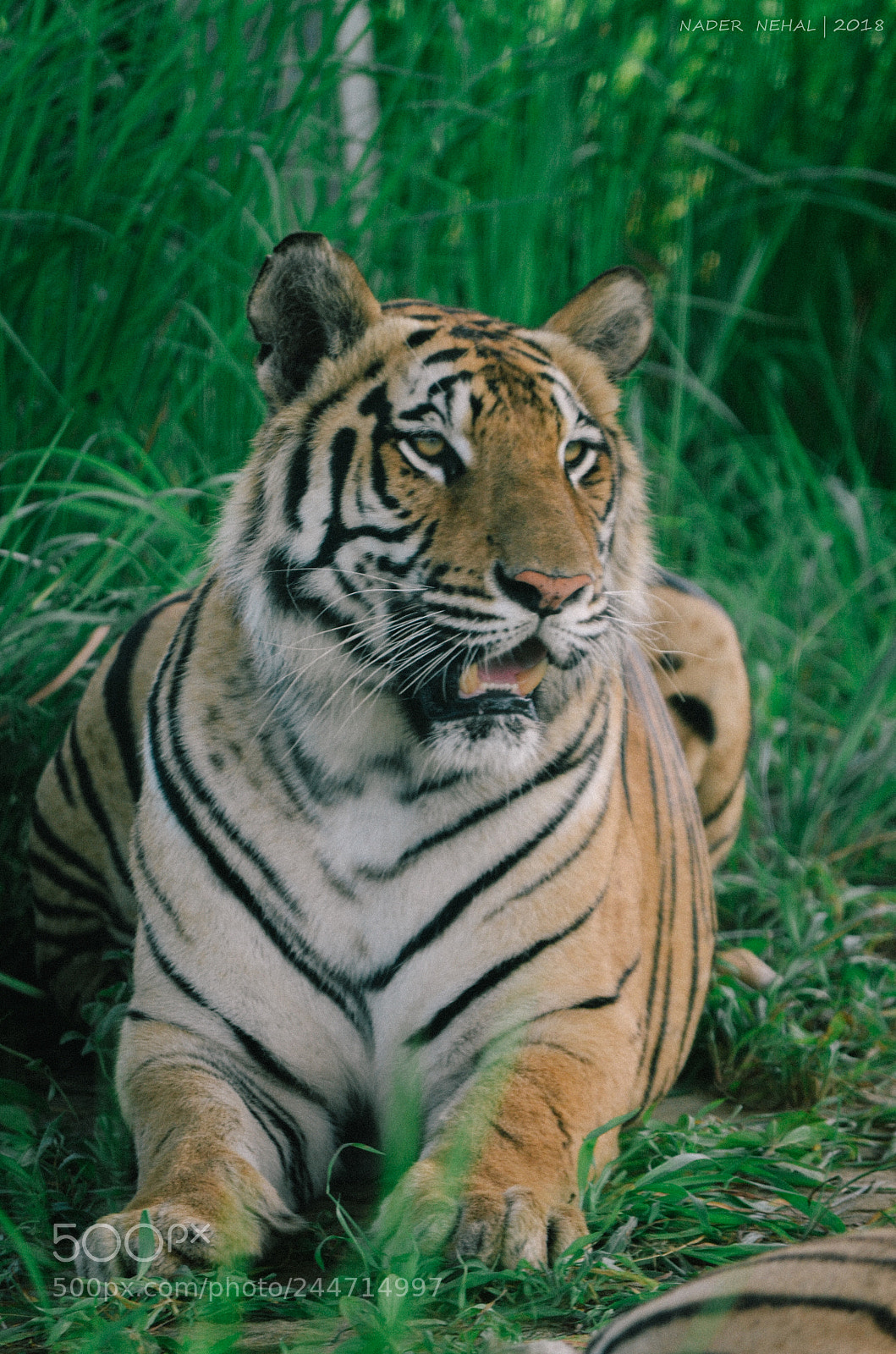 Nikon D5100 sample photo. Royal bengal tiger photography