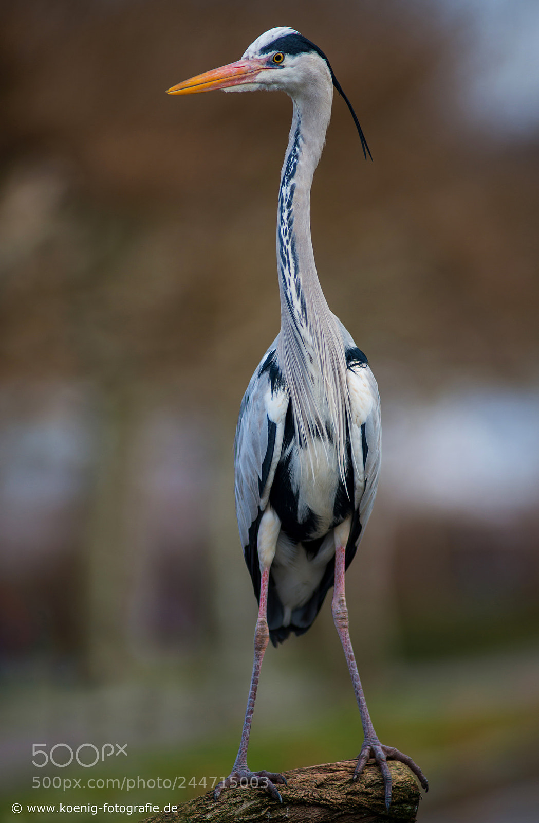 Nikon D800 sample photo. Heron photography