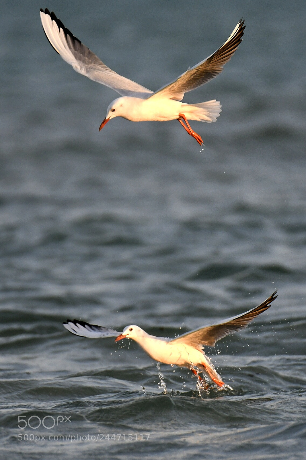 Nikon AF-S Nikkor 200-500mm F5.6E ED VR sample photo. Gulls photography