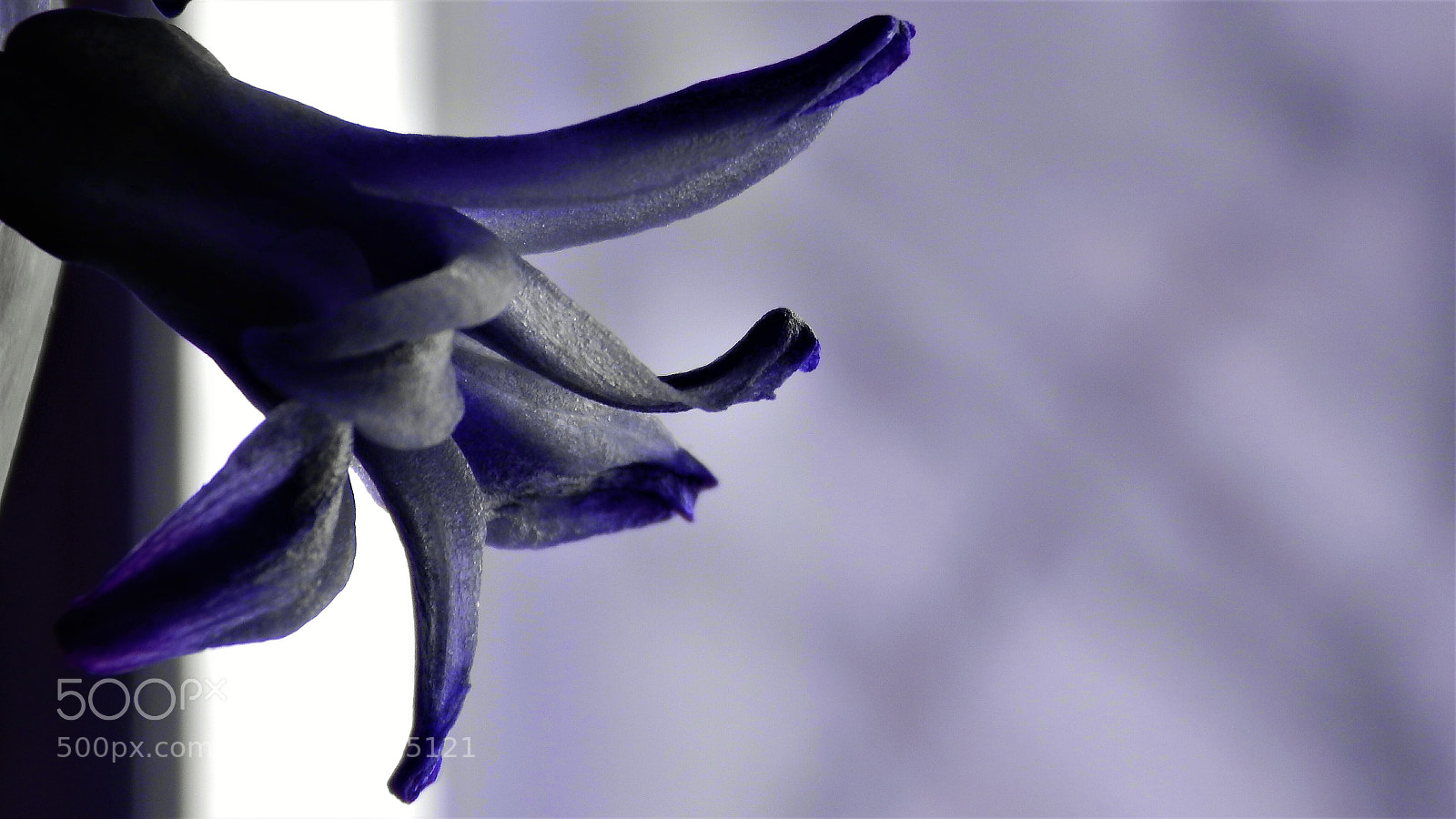 Nikon Coolpix L830 sample photo. Violet photography