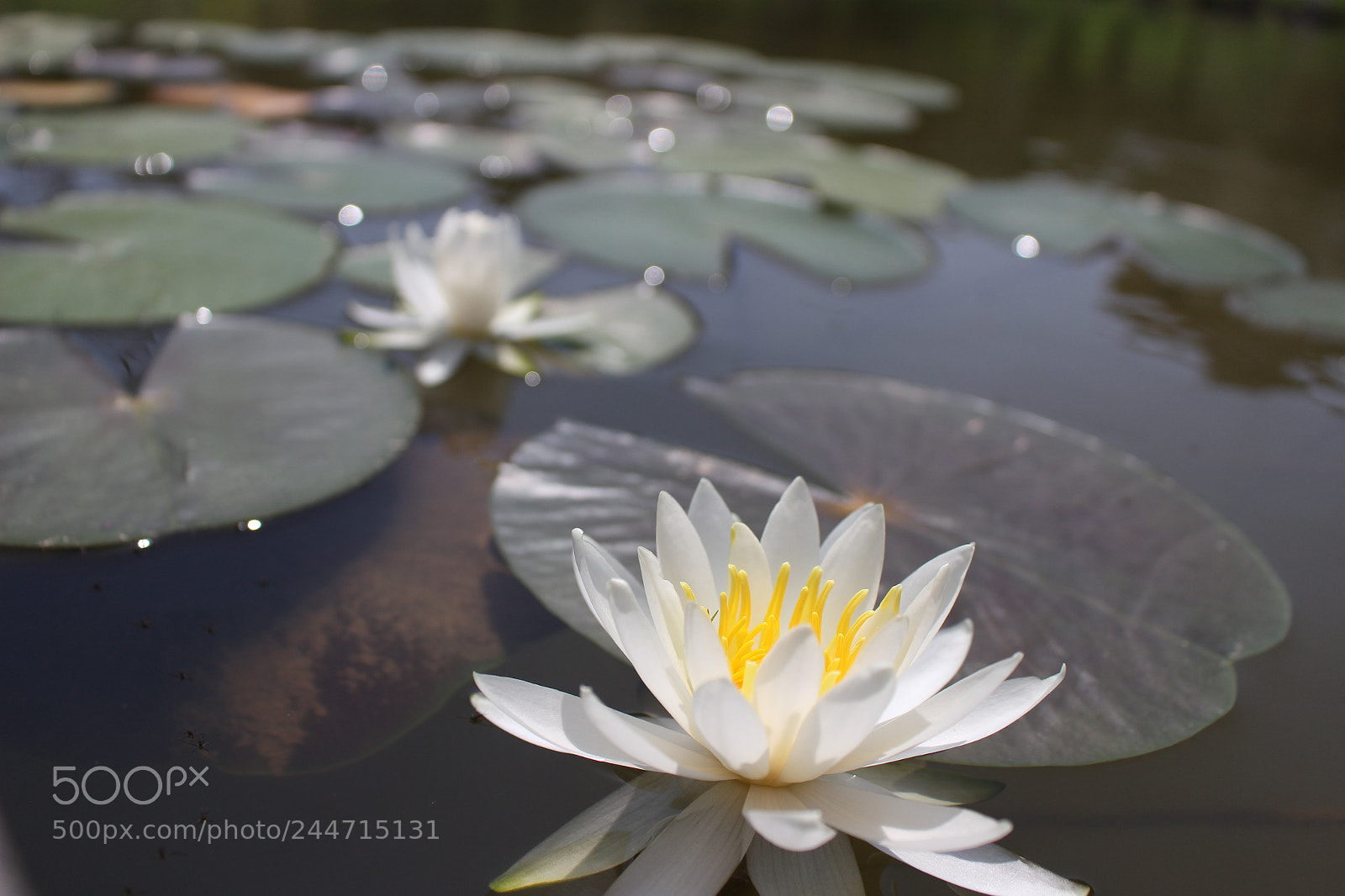 Canon EOS 100D (EOS Rebel SL1 / EOS Kiss X7) sample photo. Lotus photography