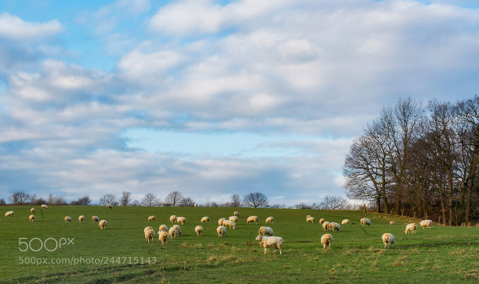 Sony a7R III sample photo. Sheep in the field photography