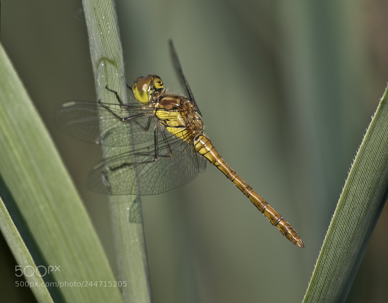 Nikon D80 sample photo. Simpetrum striolatum photography