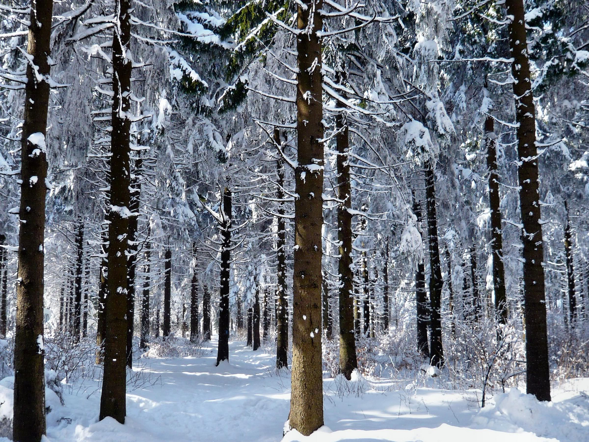 Panasonic DMC-FX30 sample photo. Winterlandschaften in der rhön photography