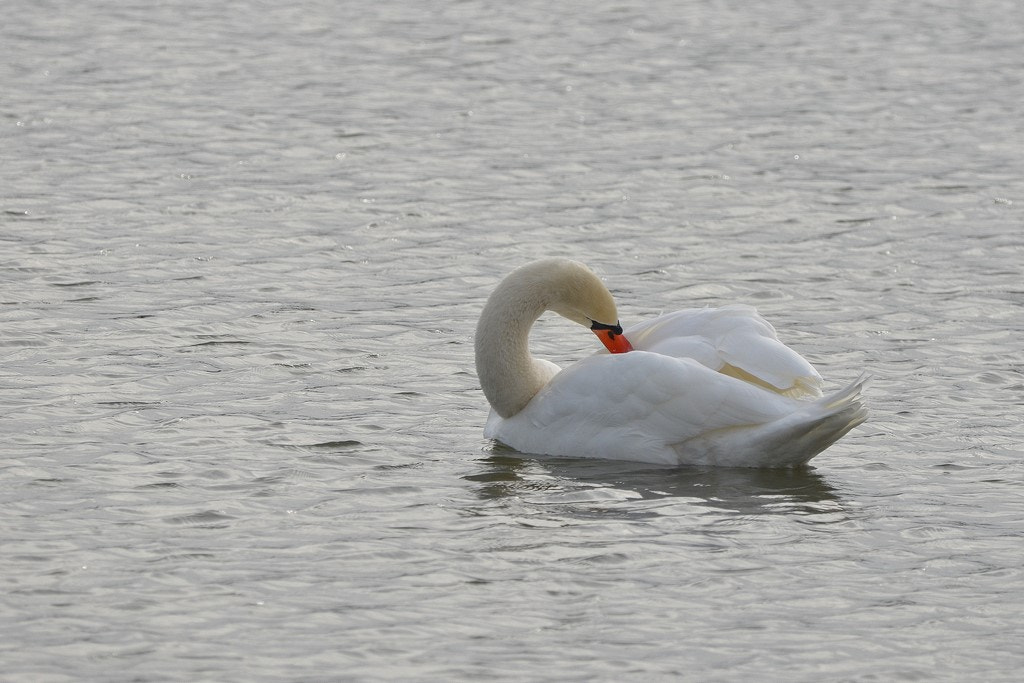 Nikon D5100 + Sigma 150-600mm F5-6.3 DG OS HSM | C sample photo. Le salut du cygne !!! photography