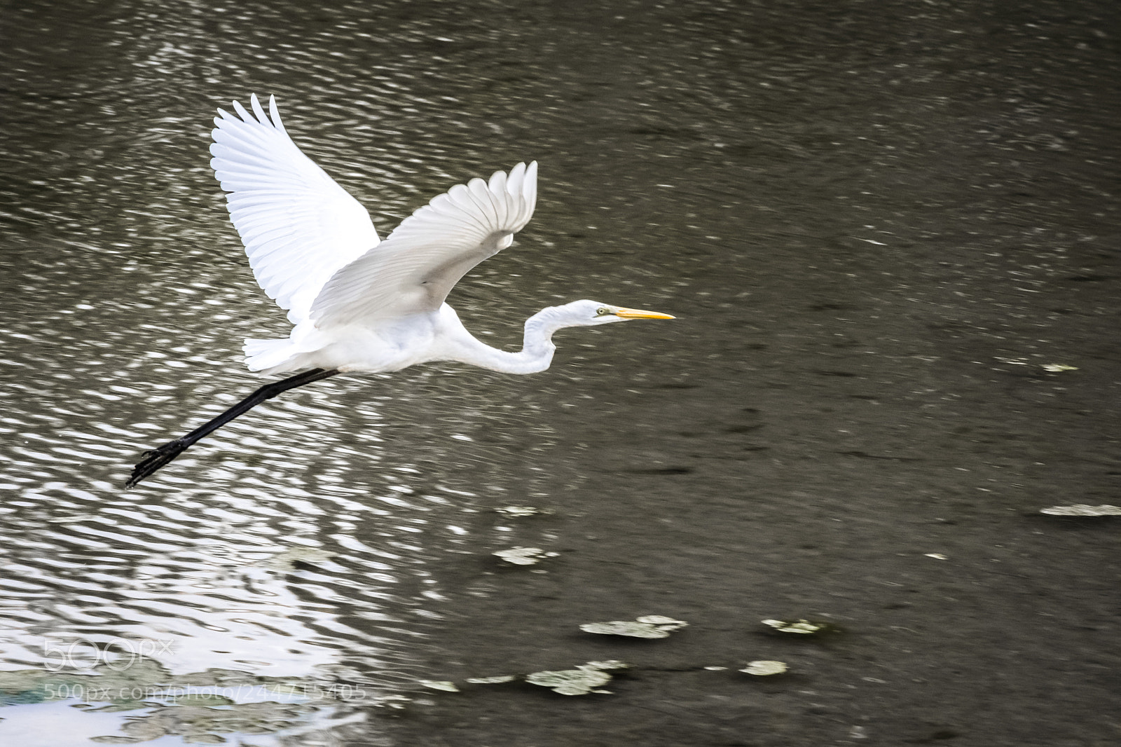 Nikon D7200 sample photo. Great egret photography