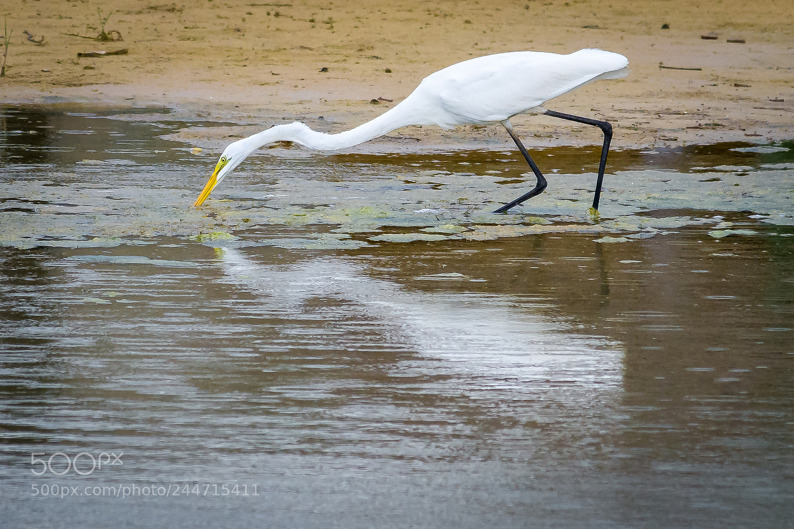 Nikon D7200 sample photo. Great white egret photography