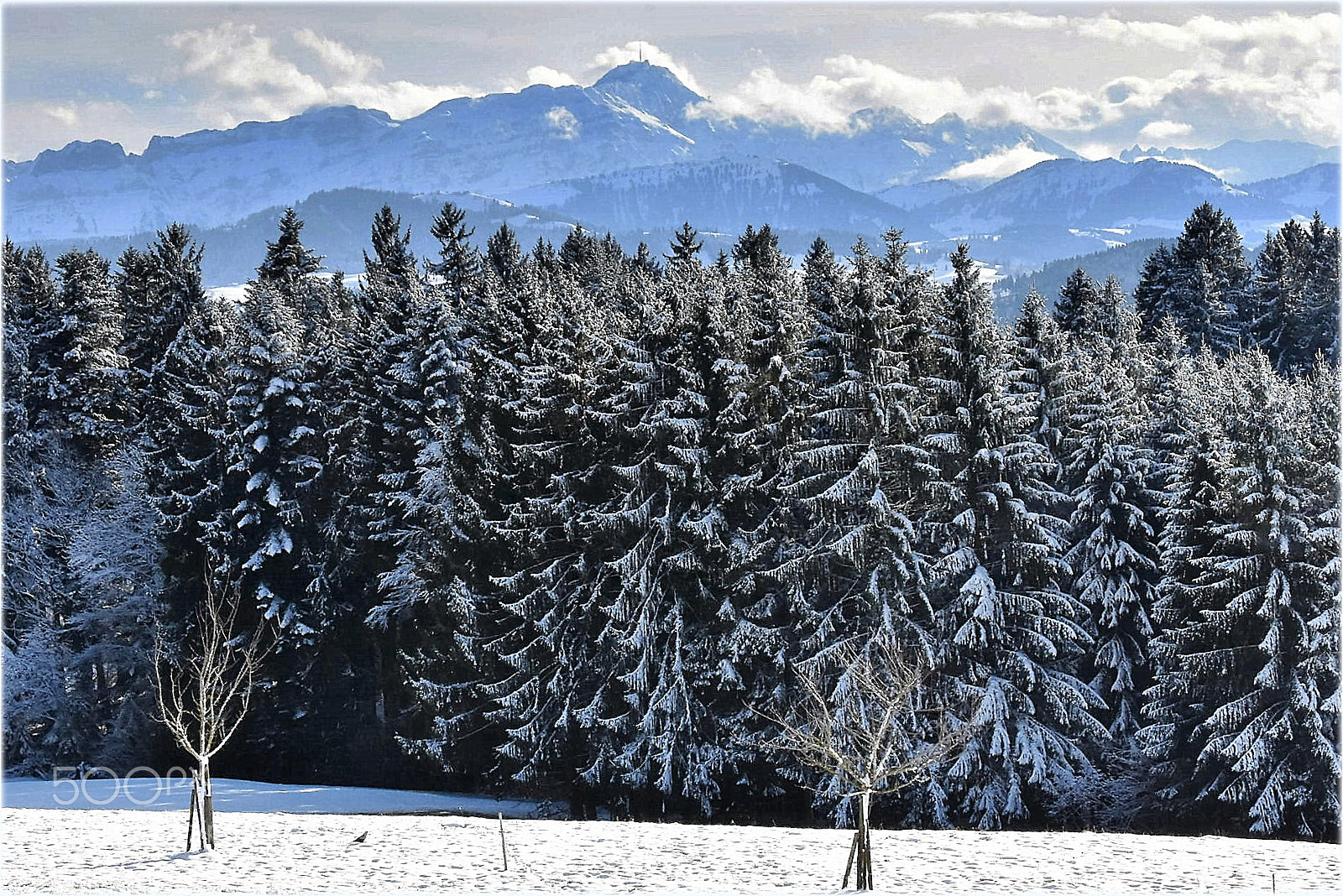 Nikon D7200 sample photo. "februar" photography