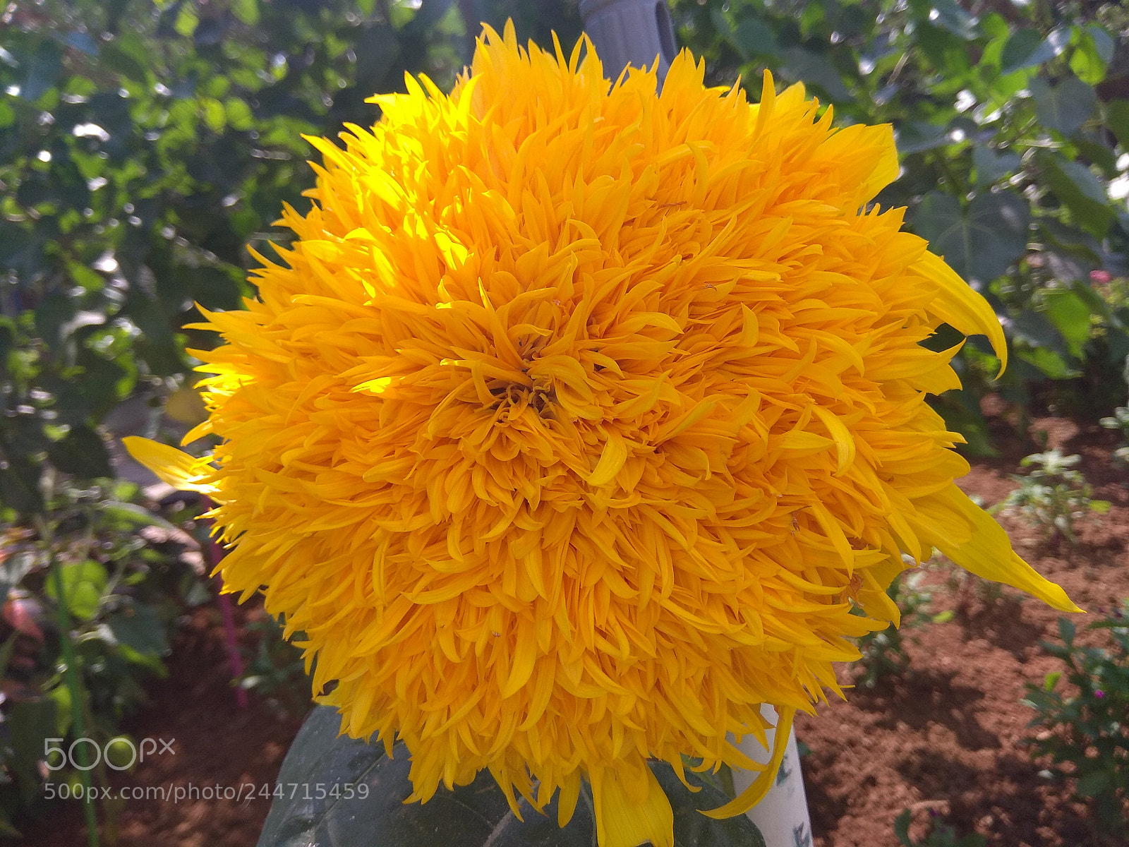 Xiaomi Redmi Note 4 sample photo. Sunflower photography