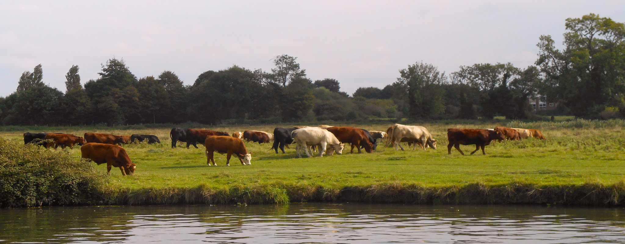 Nikon COOLPIX S3400 sample photo. Cows in meadow photography