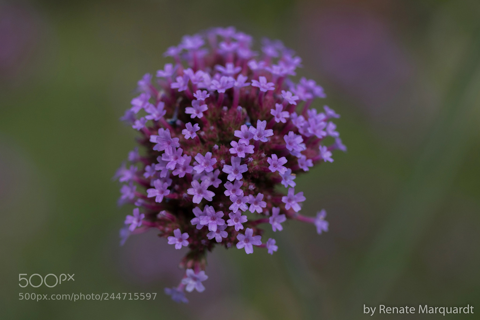 Canon EOS 7D Mark II sample photo. Patagonisches eisenkraut (verbena bonariensis) photography