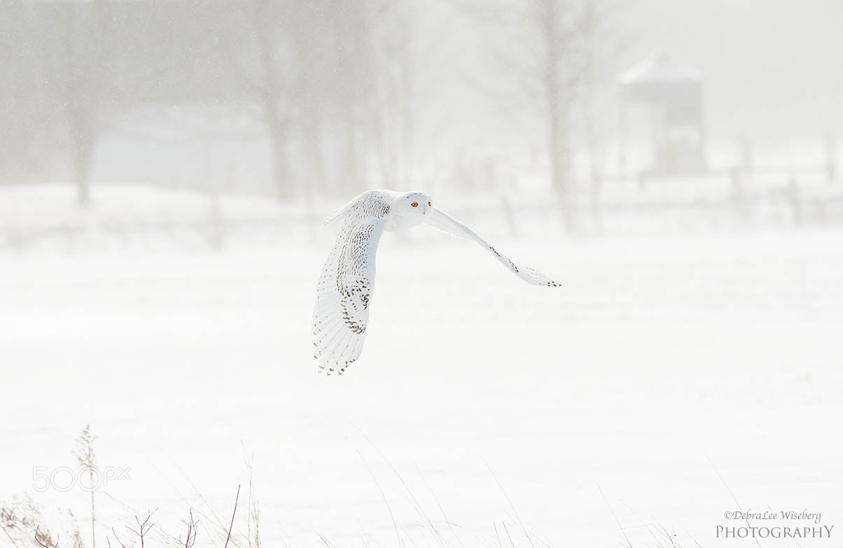 Nikon D800 sample photo. Big yellow eyes photography