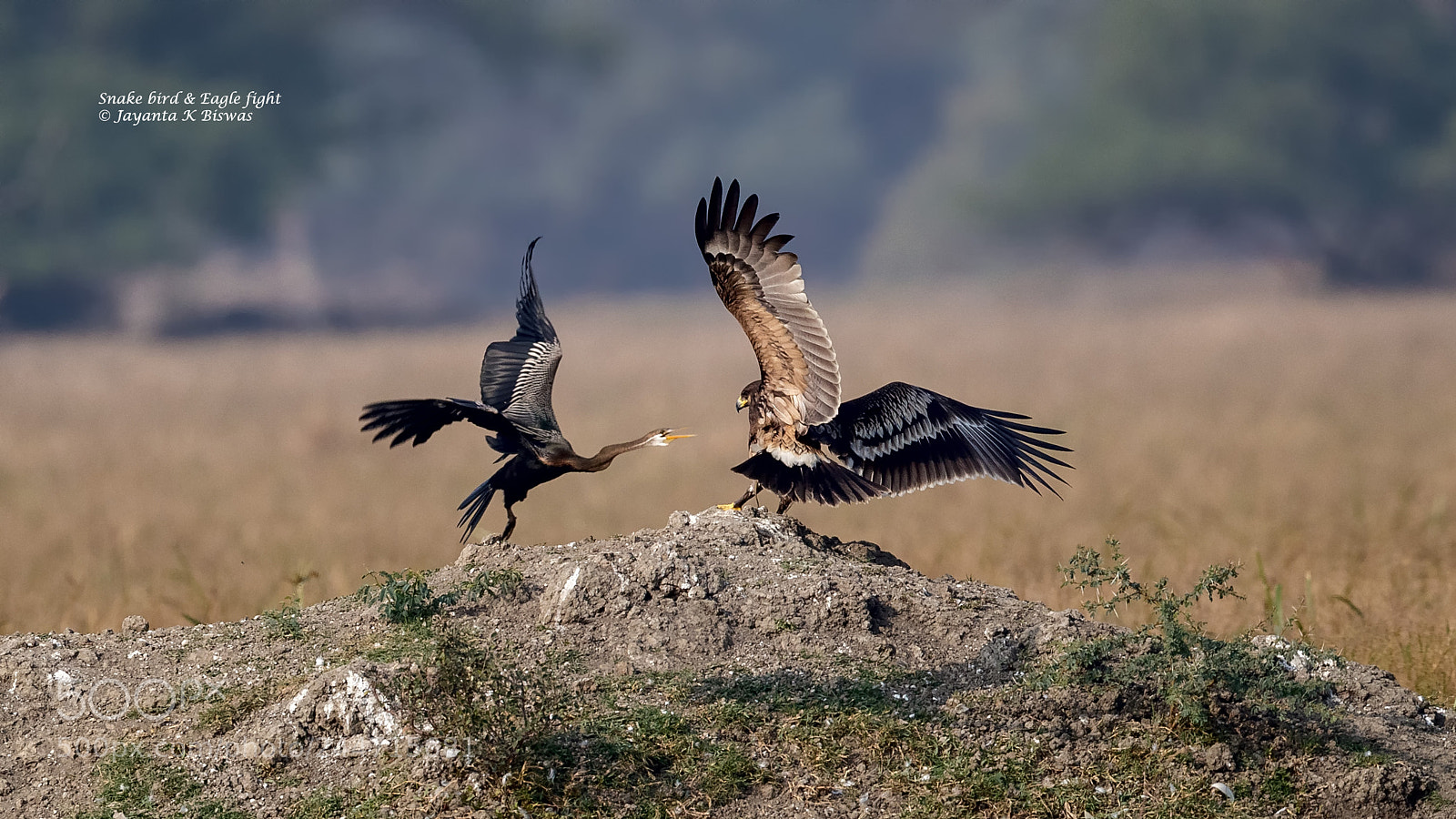 Canon EOS-1D X Mark II sample photo. Fighting between greater spotted photography