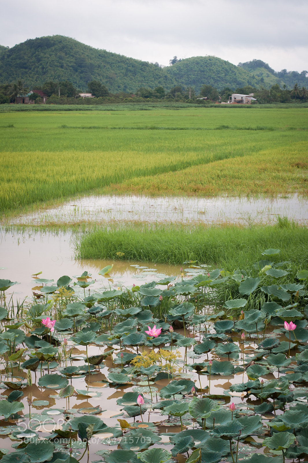 Canon EOS 20D sample photo. Madaguoil photography