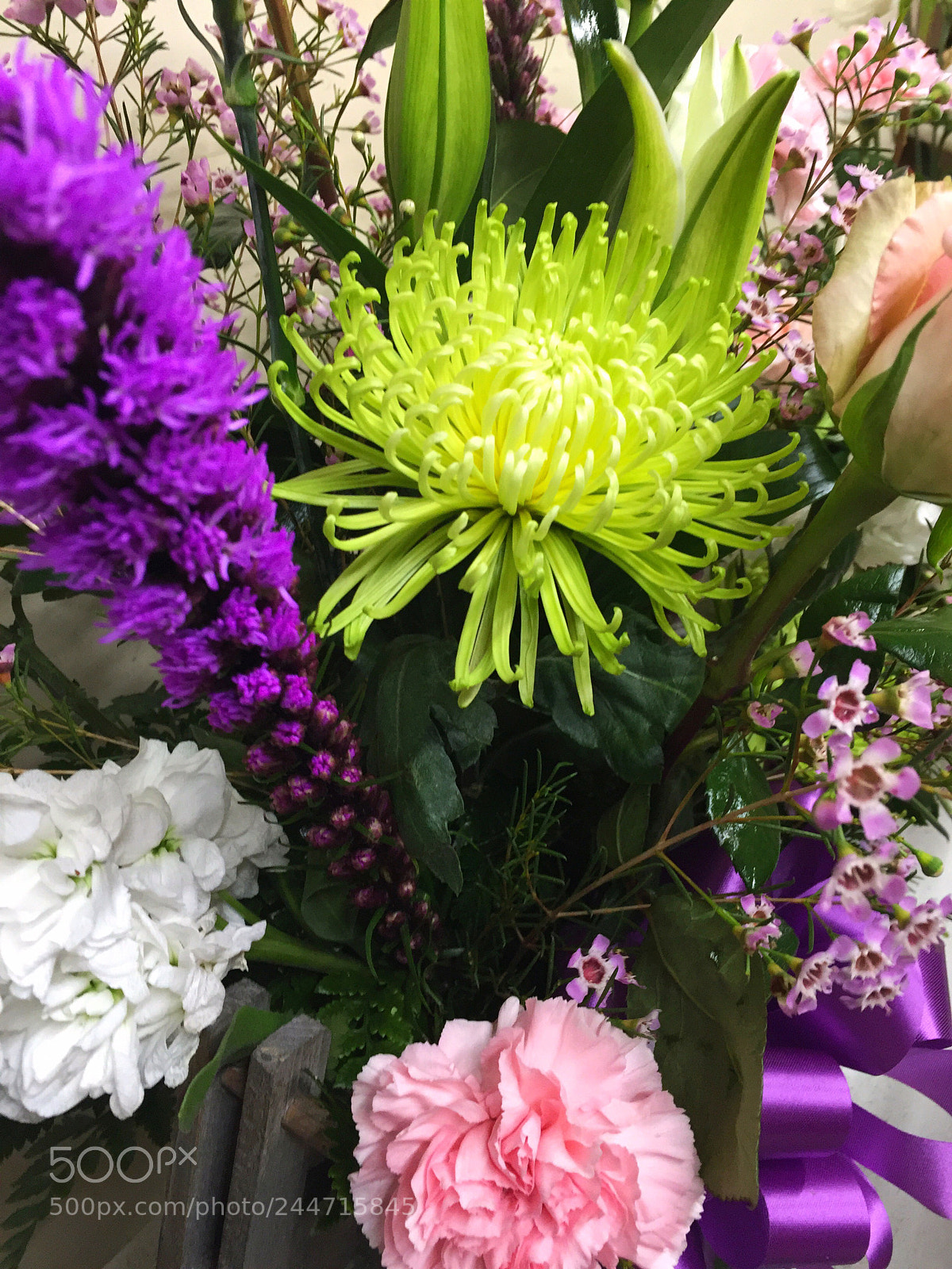 Apple iPhone 6 Plus sample photo. Today’s flower ? photography