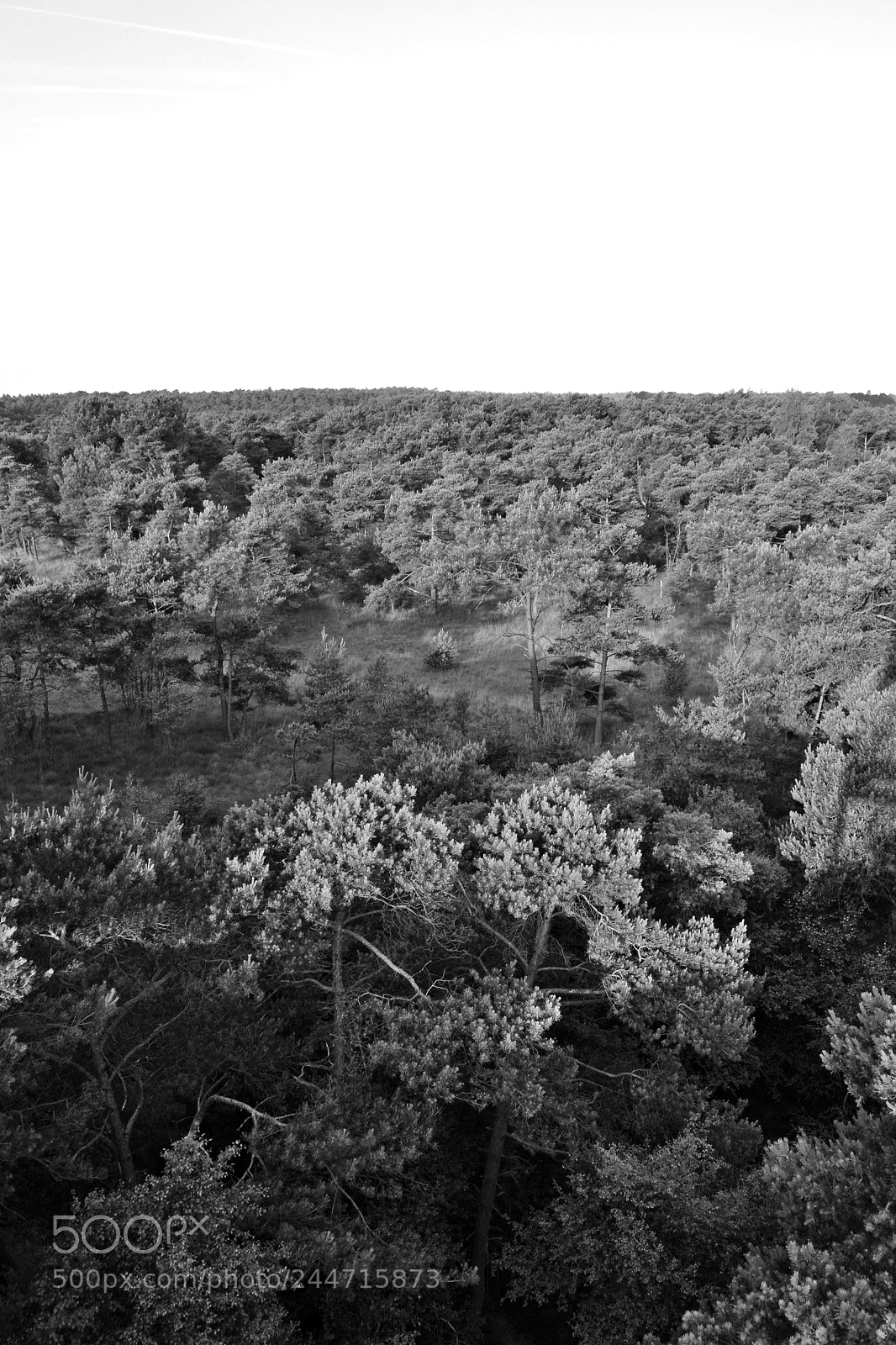 Nikon D3100 sample photo. Trees are life photography
