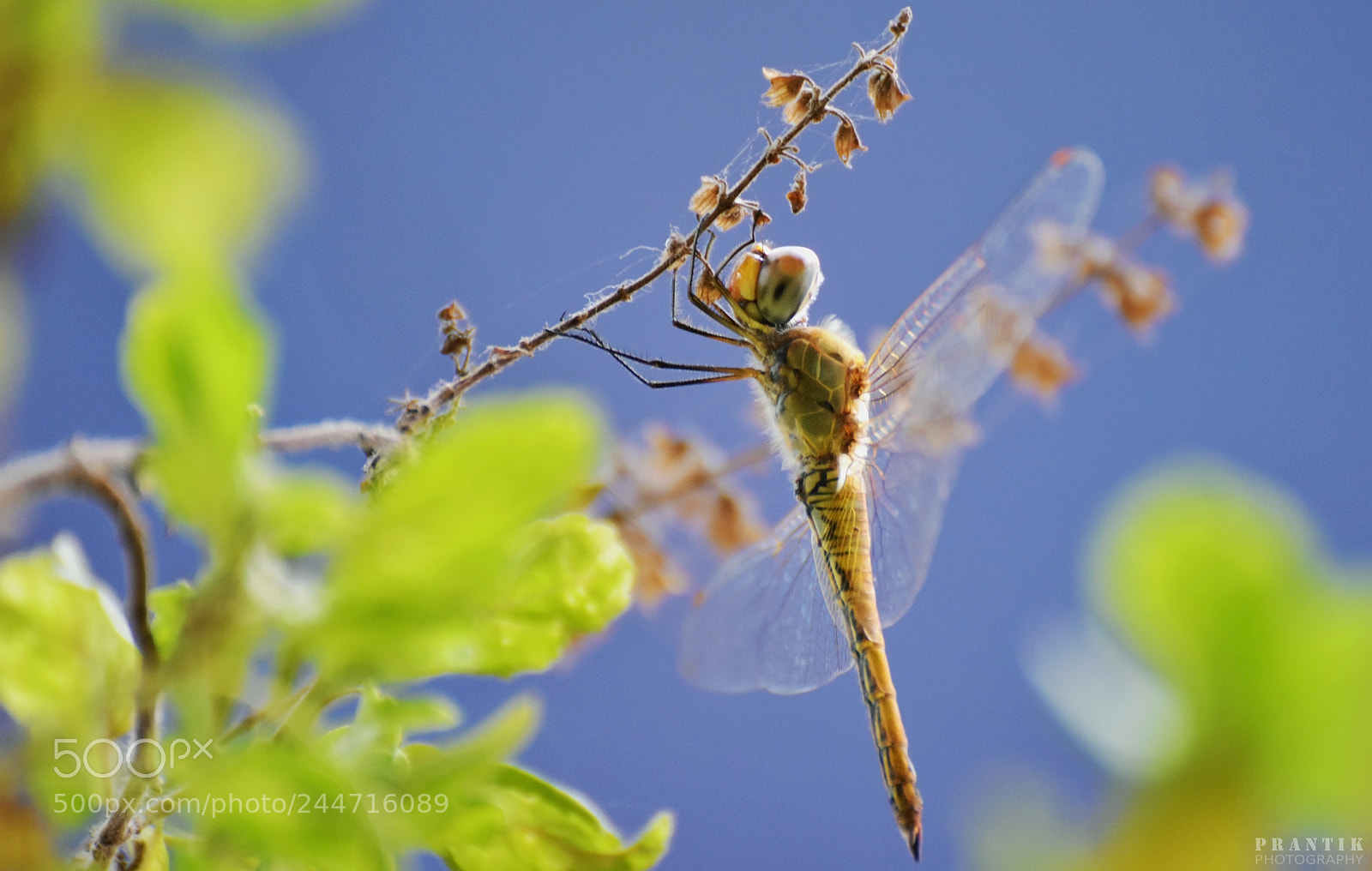 Nikon D5500 sample photo. A grasshopper's tale photography