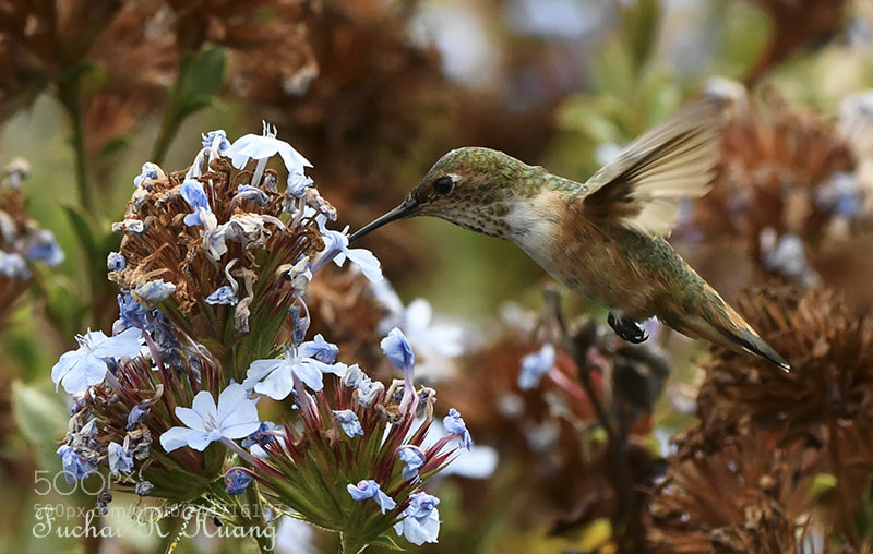 Nikon D500 sample photo. Allen's hummingbird photography