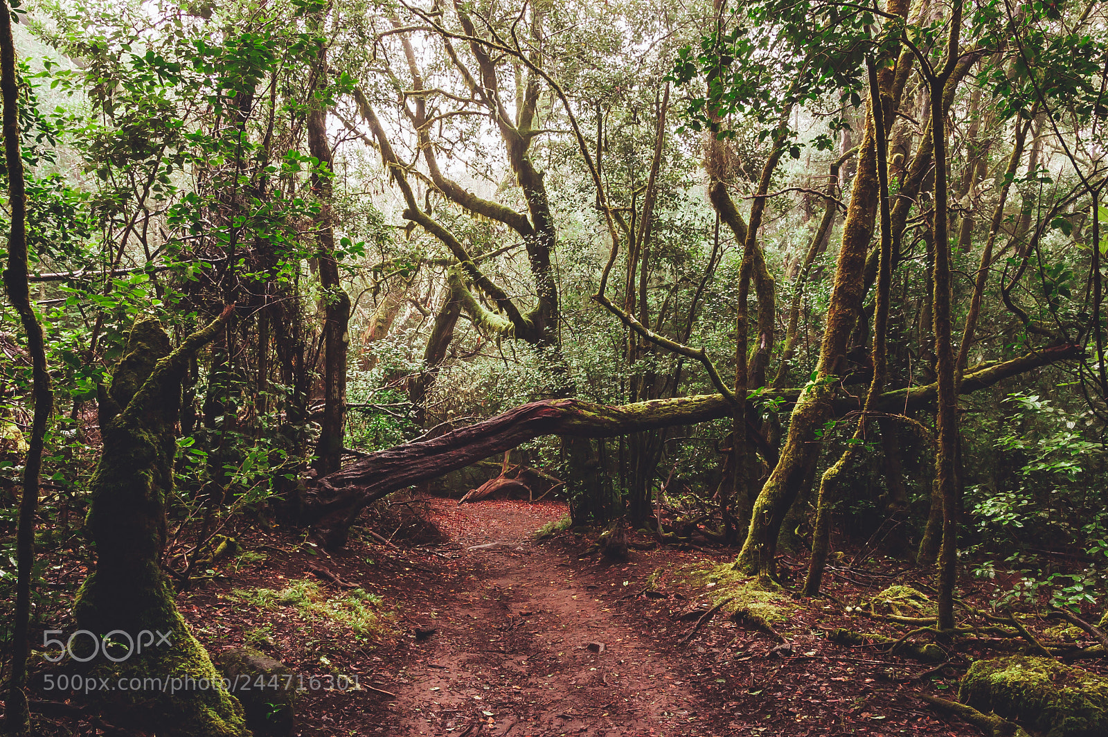 Nikon D40 sample photo. Laurisilva forest v photography