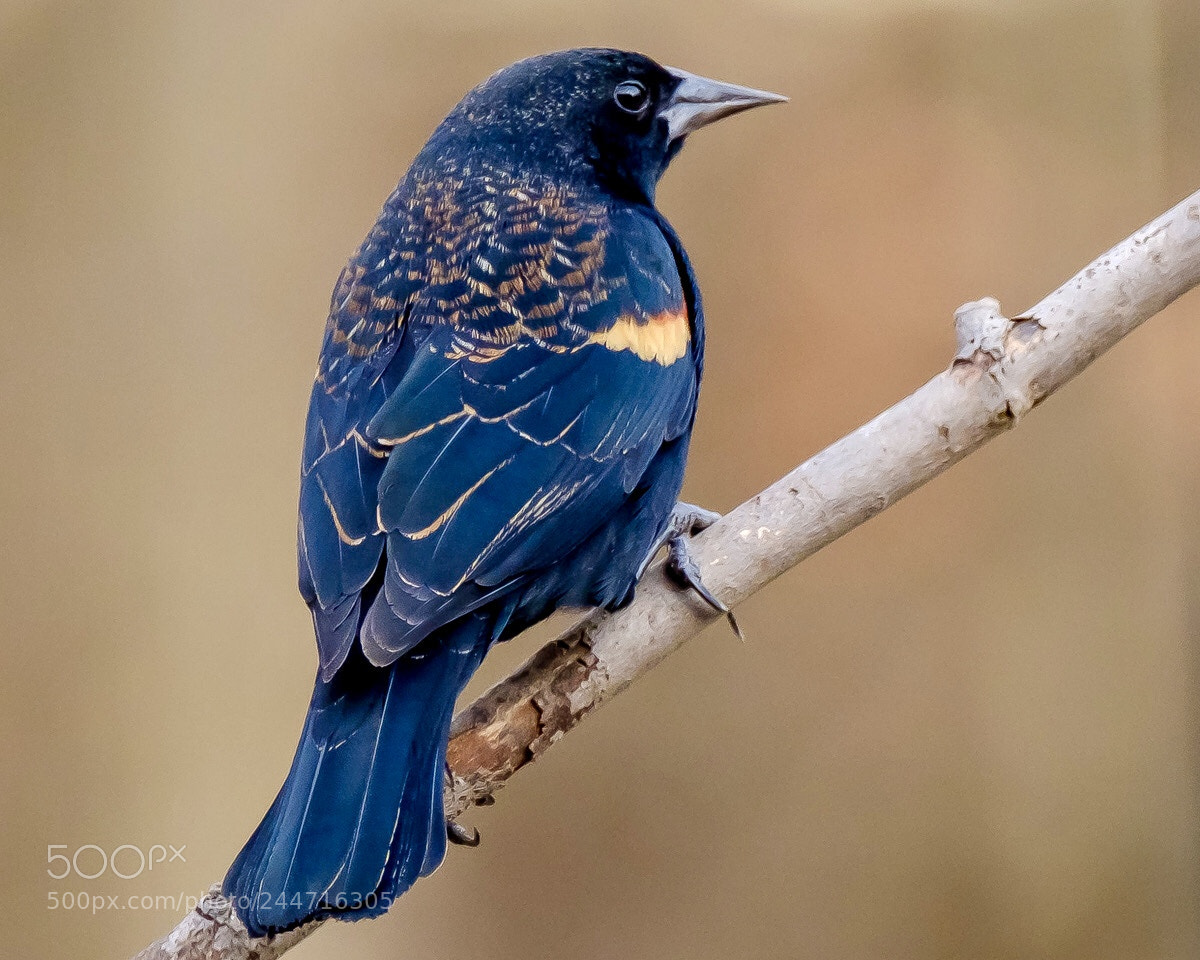 Fujifilm X-T2 sample photo. Alert the red-winged blackbird photography