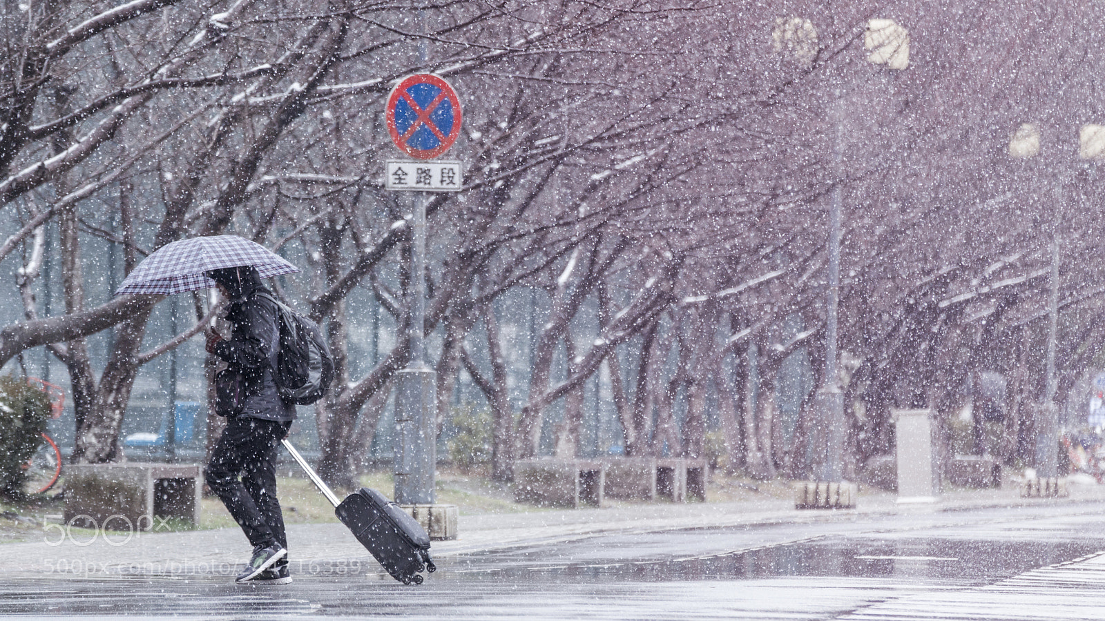 Sony a7R II sample photo. Sakura & snow photography