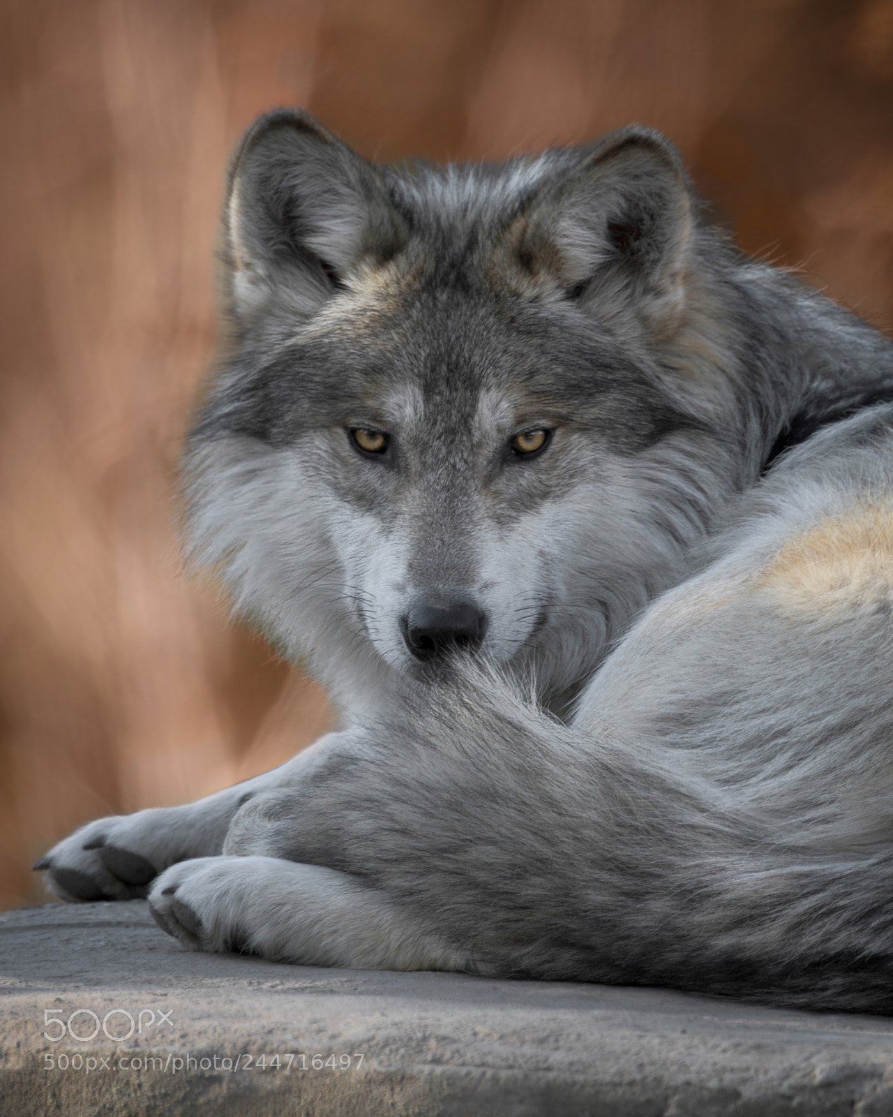 Nikon D850 sample photo. Mexican gray wolf photography