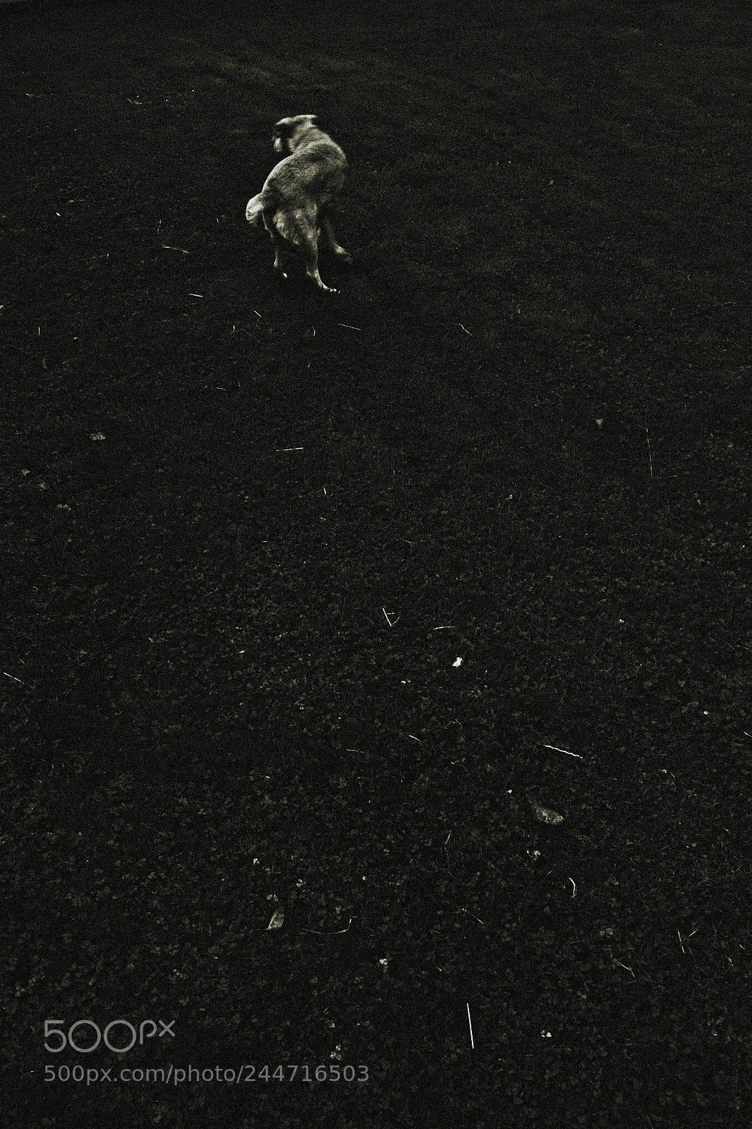 Nikon D3100 sample photo. When dogs dance in photography