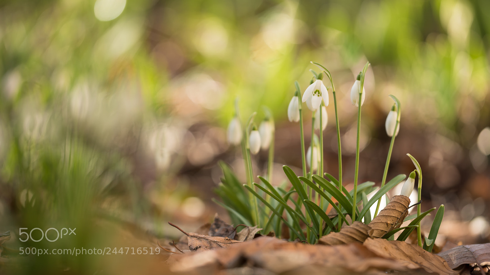 Nikon D810 sample photo. Calling for spring photography