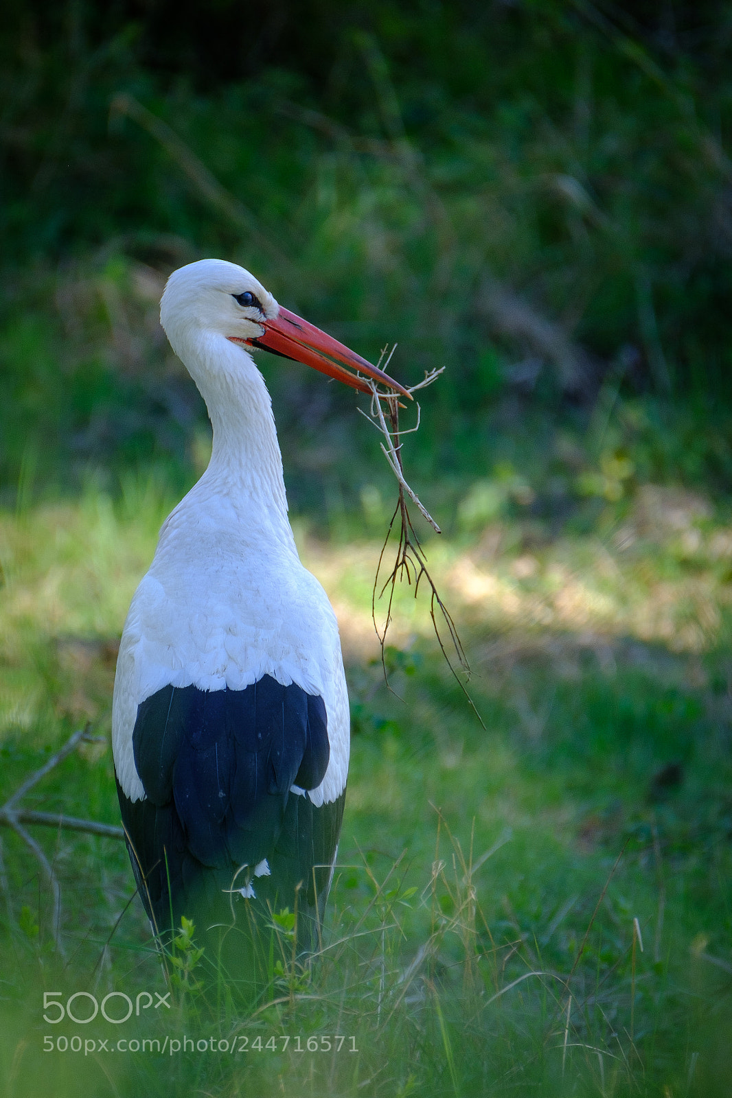Fujifilm X-T2 sample photo. Cigogne photography