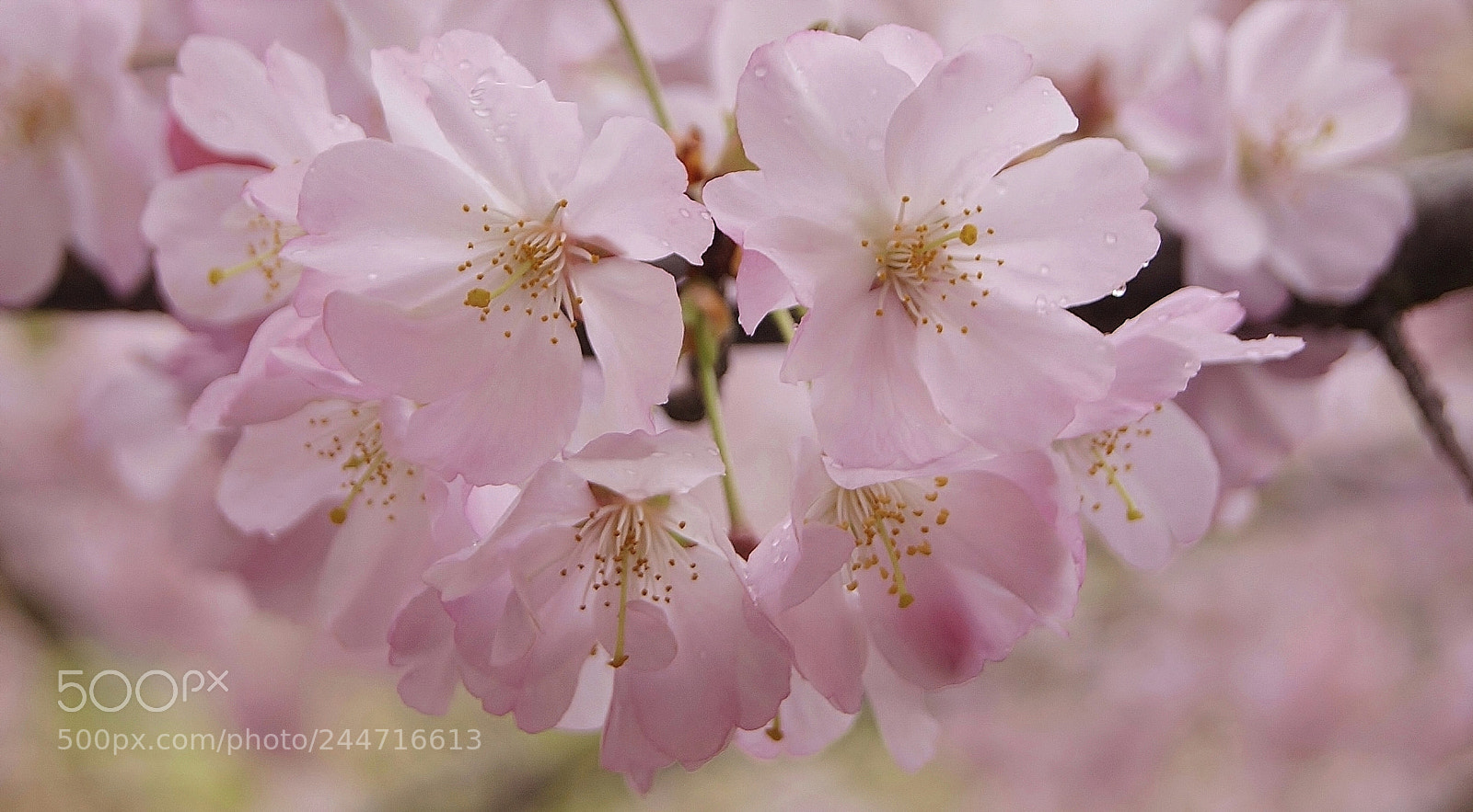 Sony Alpha DSLR-A380 sample photo. Cherry blossom memory in photography