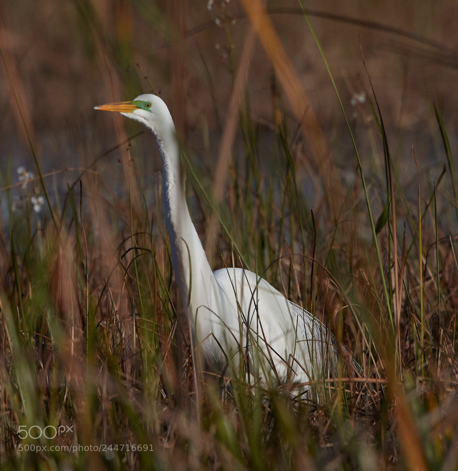 Canon EOS-1D X Mark II sample photo. 02-02-18-0001928 1.jpg photography