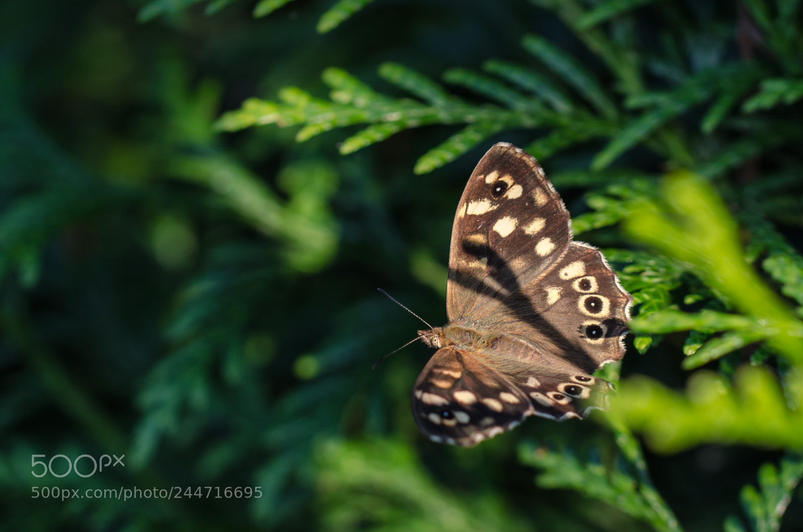 Nikon D5100 sample photo. Speckled wood photography