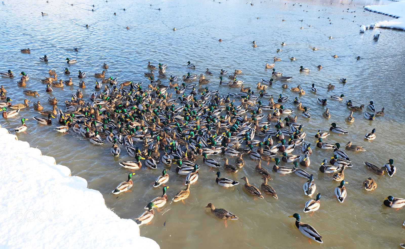 Fujifilm X-M1 sample photo. Ducks in winter photography