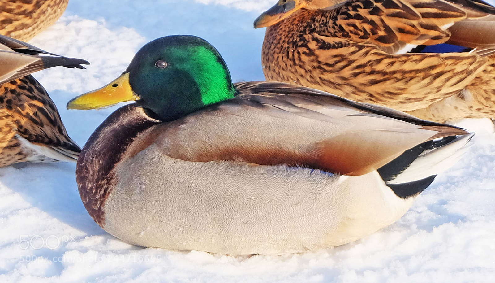 Fujifilm X-M1 sample photo. Ducks in winter photography