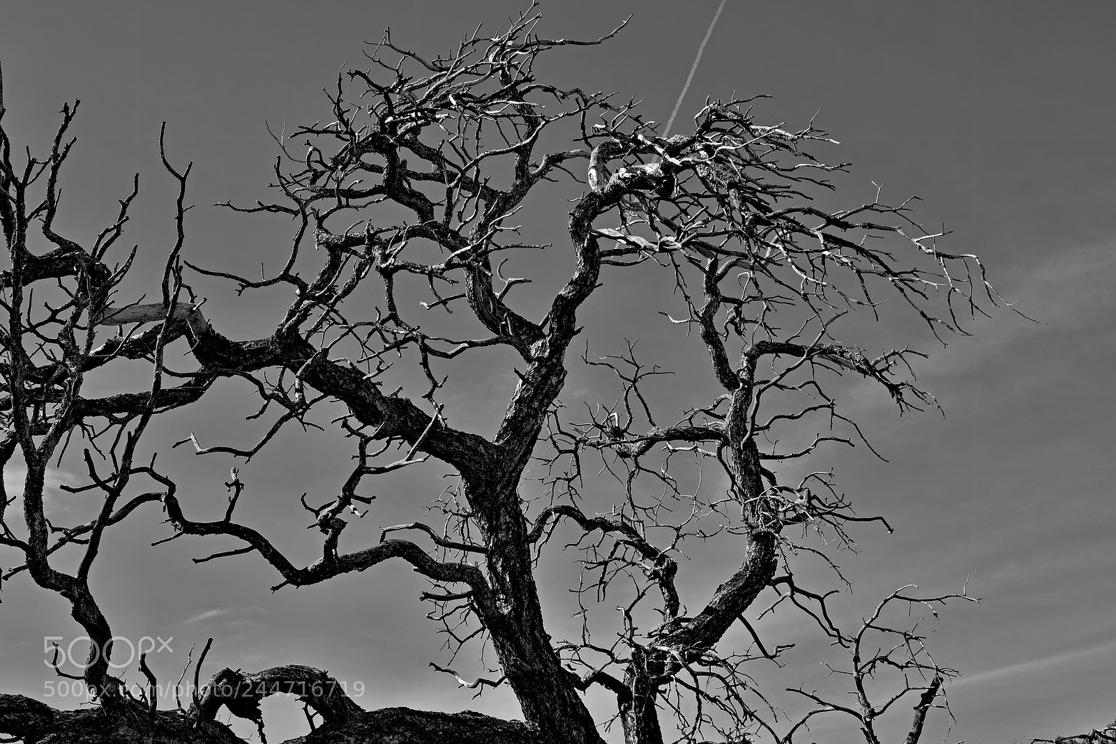 Fujifilm X-T2 sample photo. Snag with contrail photography