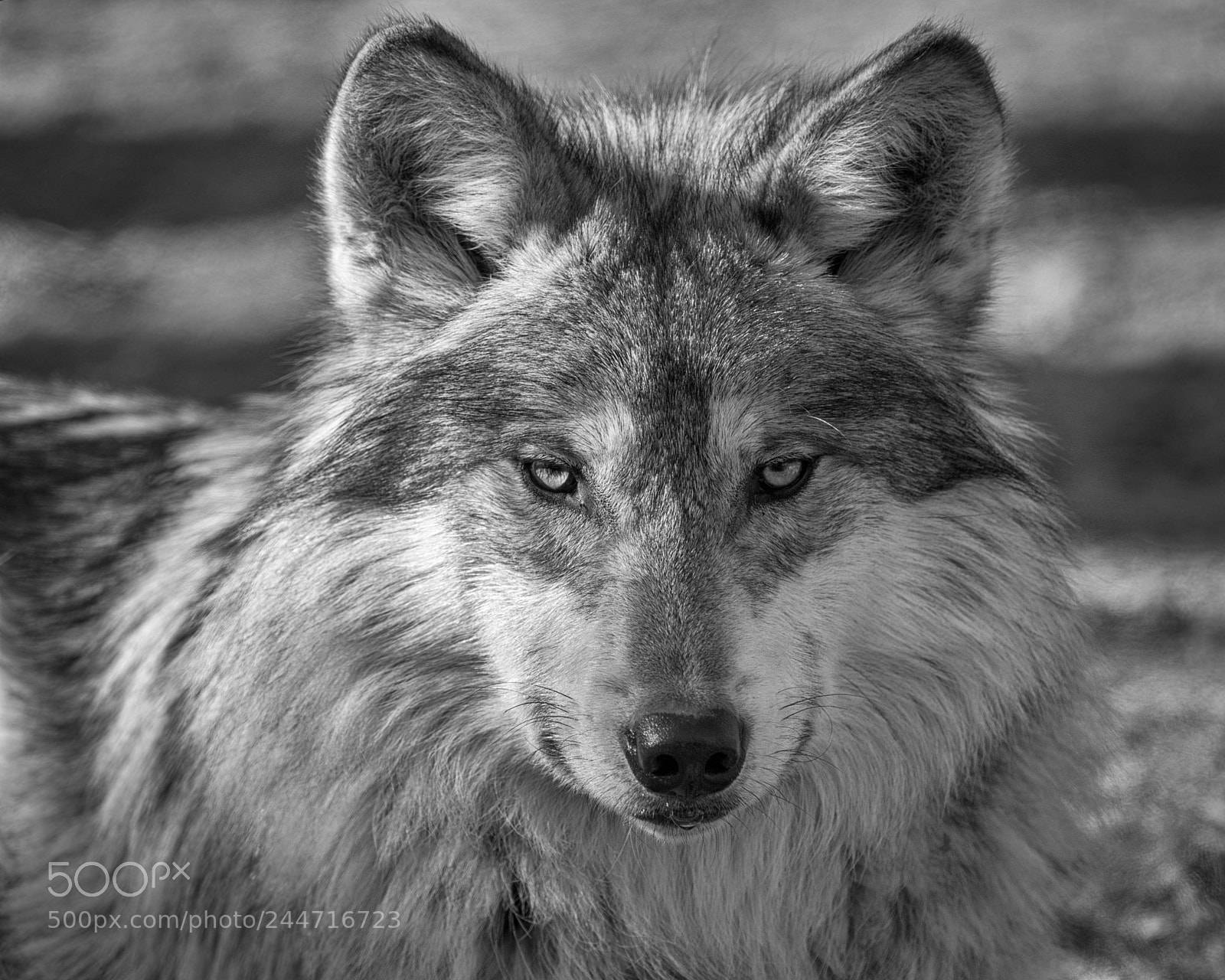 Nikon D850 sample photo. Mexican gray wolf photography