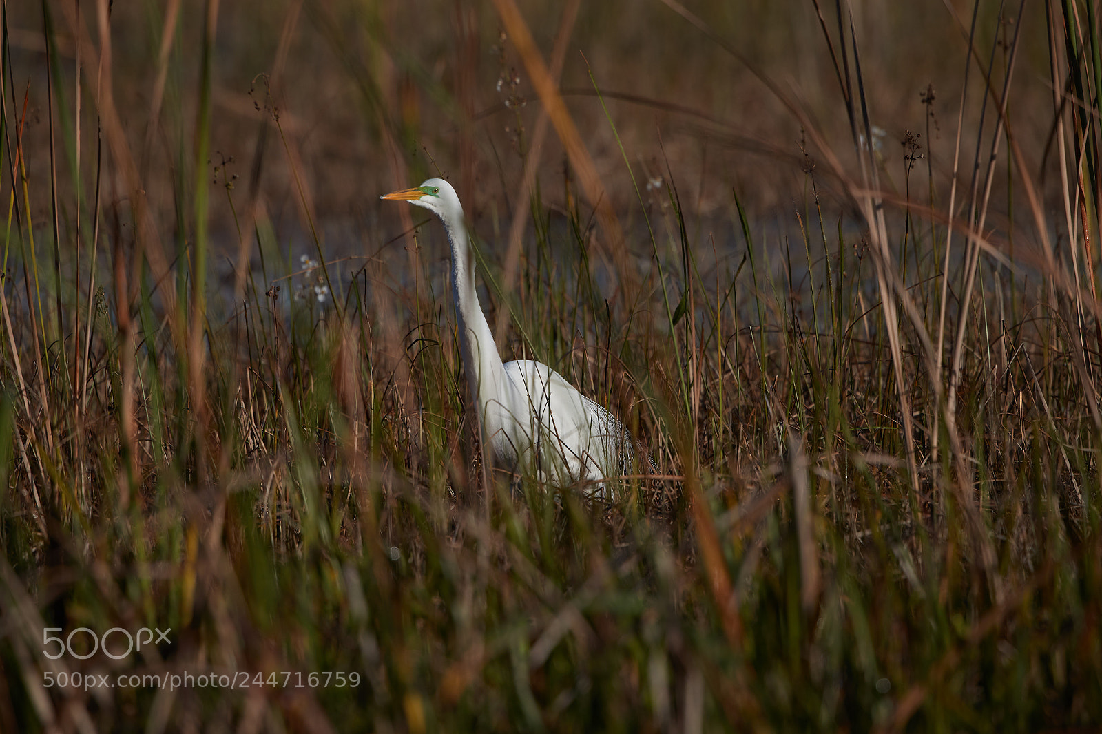 Canon EOS-1D X Mark II sample photo. 02-02-18-0001927.jpg photography