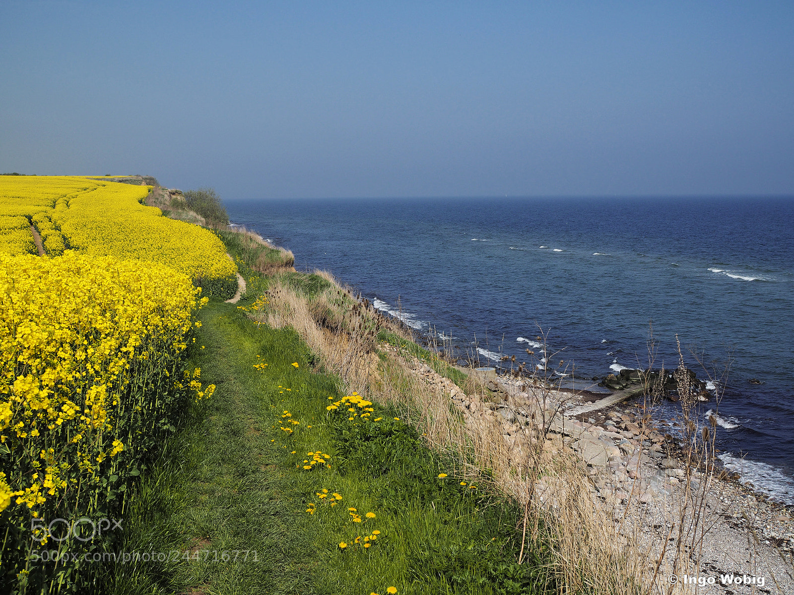 Olympus OM-D E-M10 sample photo. Rapeseed field by the photography