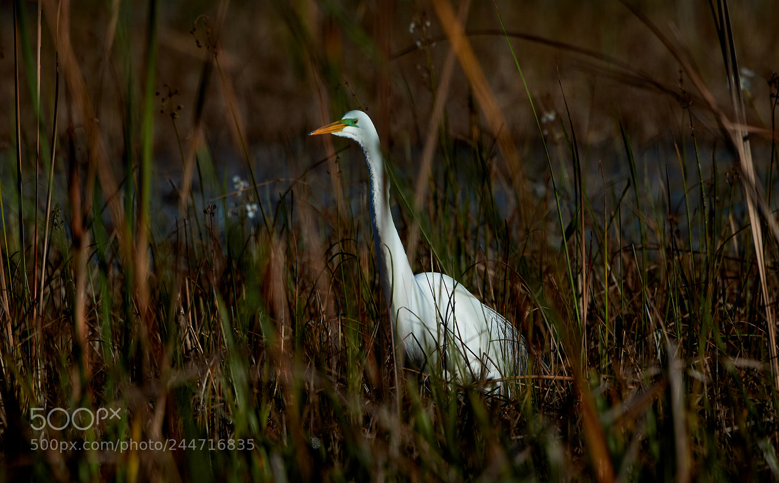 Canon EOS-1D X Mark II sample photo. 02-02-18-0001925 1.jpg photography