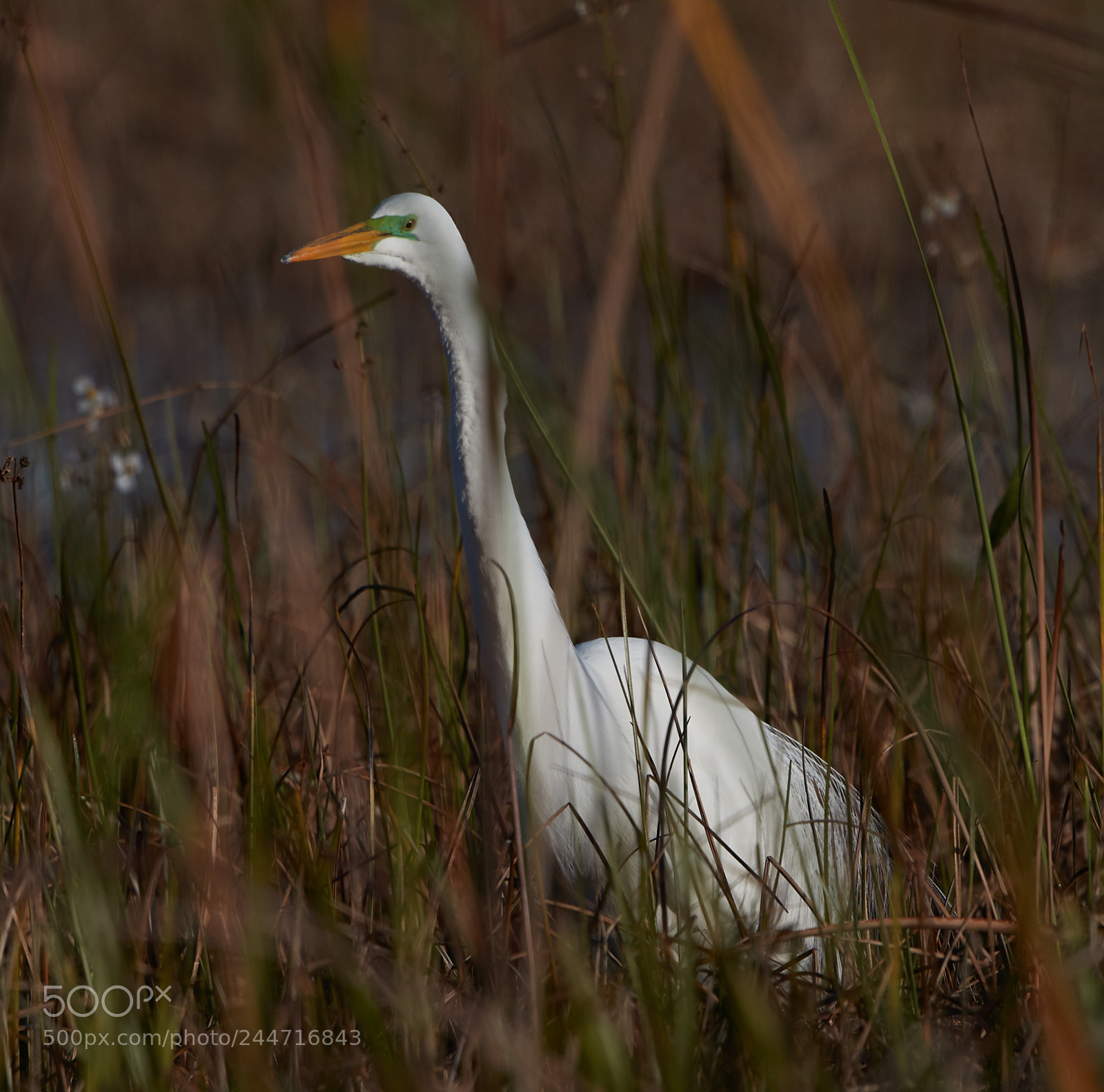 Canon EOS-1D X Mark II sample photo. 02-02-18-0001925.jpg photography