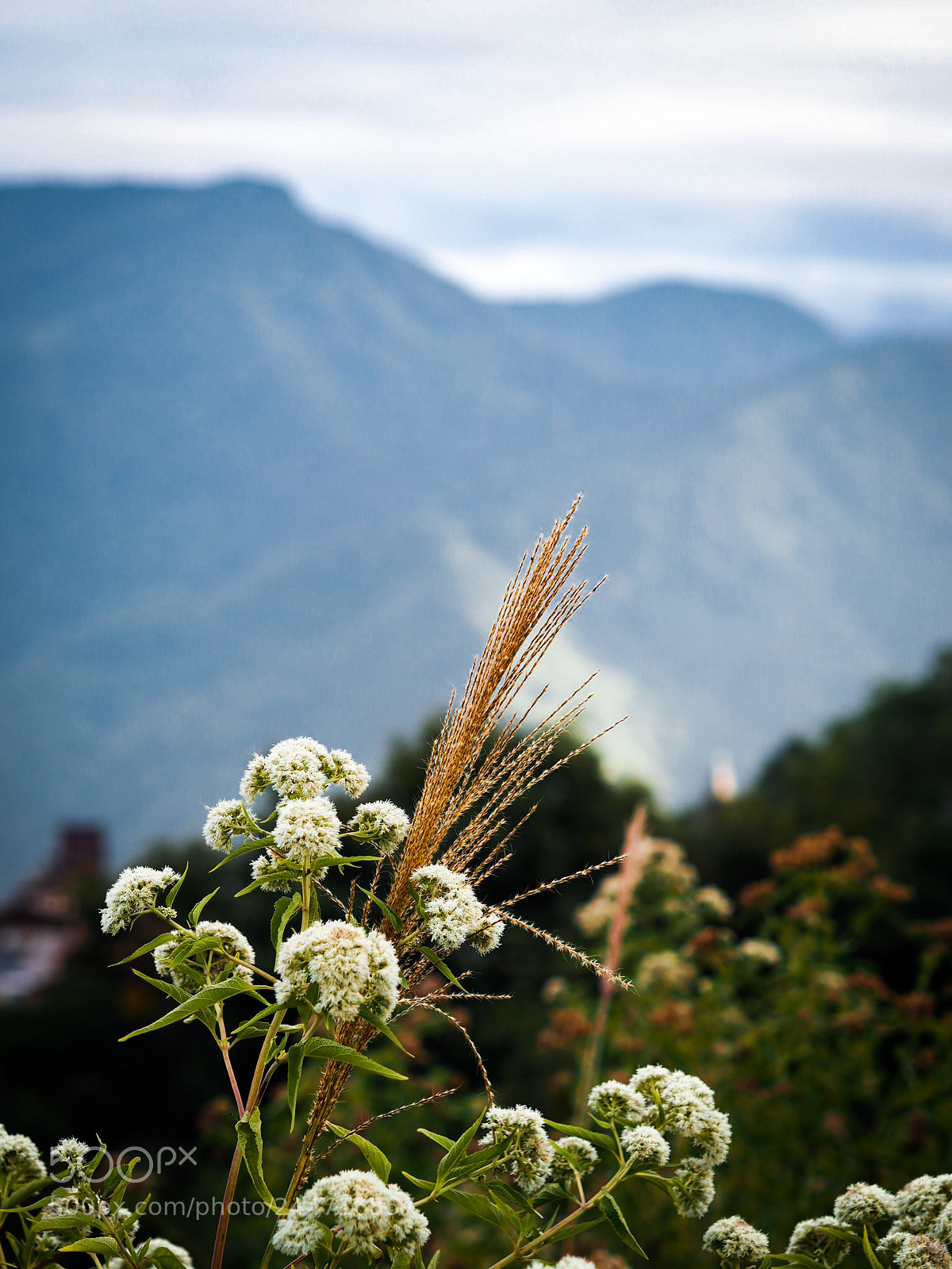 Olympus OM-D E-M10 sample photo. A magical place photography