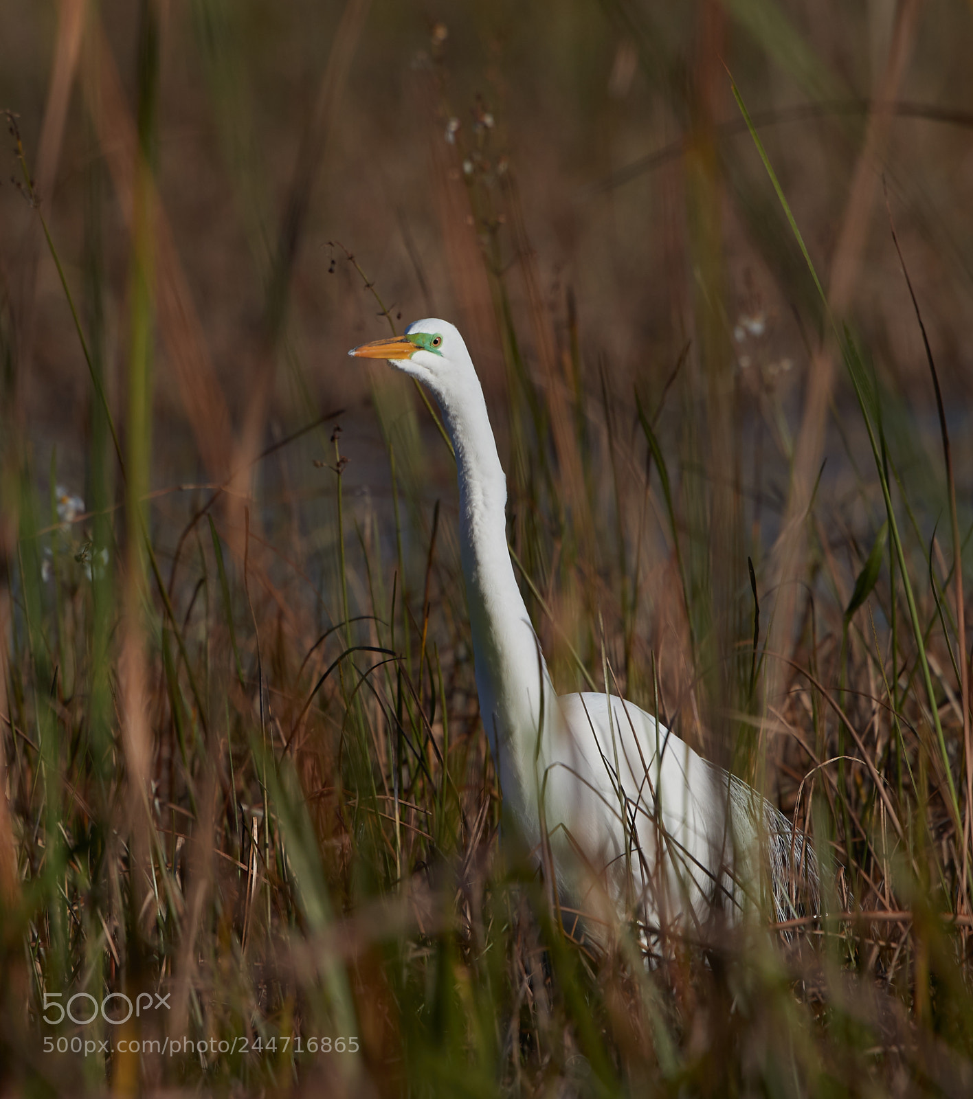 Canon EOS-1D X Mark II sample photo. 02-02-18-0001924.jpg photography