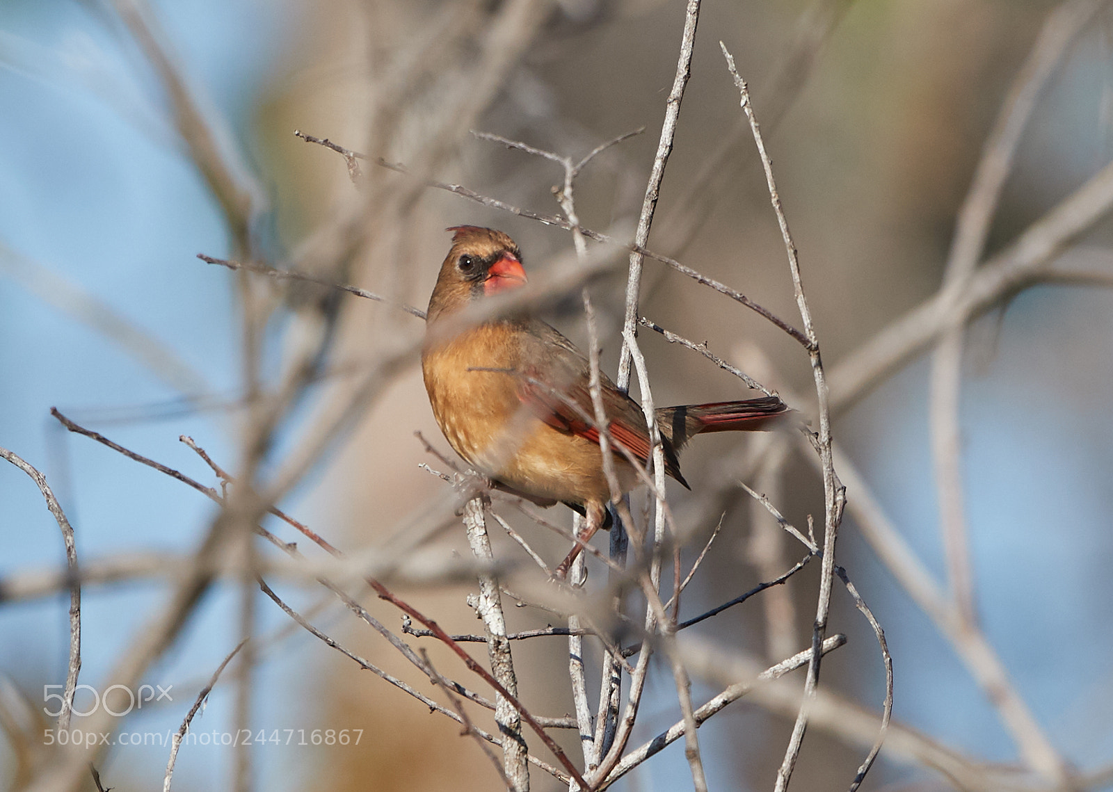 Canon EOS-1D X Mark II sample photo. 02-02-18-0001921.jpg photography
