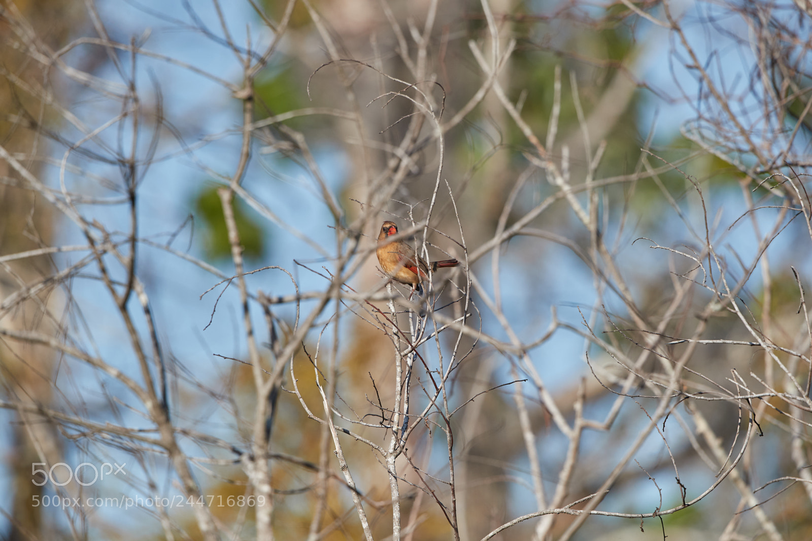 Canon EOS-1D X Mark II sample photo. 02-02-18-0001920.jpg photography