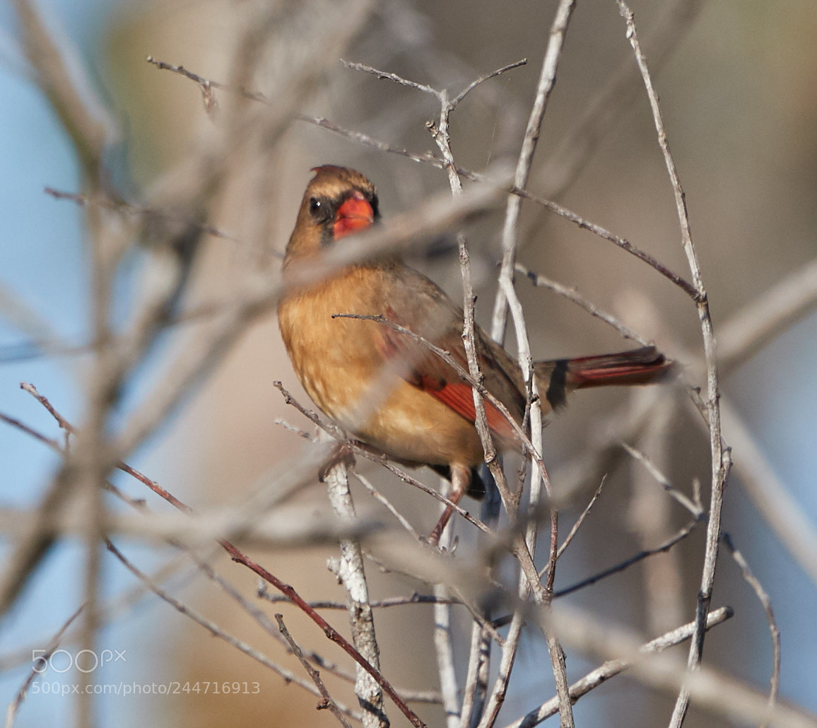 Canon EOS-1D X Mark II sample photo. 02-02-18-0001919.jpg photography