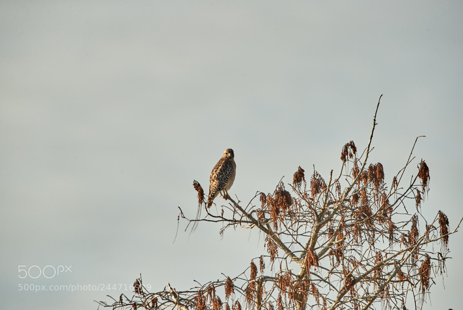 Canon EOS-1D X Mark II sample photo. 02-02-18-0001887.jpg photography
