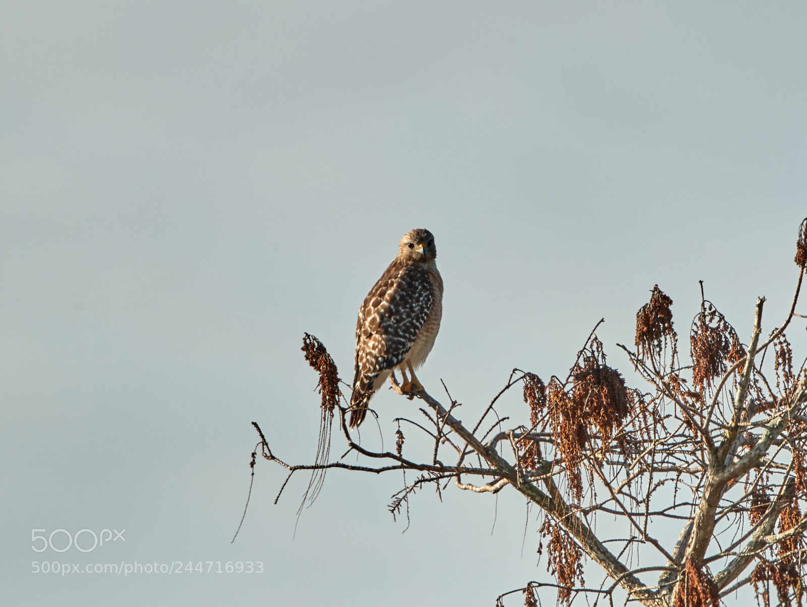 Canon EOS-1D X Mark II sample photo. 02-02-18-0001888.jpg photography